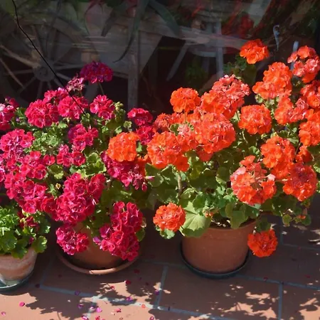 Bed & Breakfast Tenuta Zavaia SantʼArcangelo di Romagna