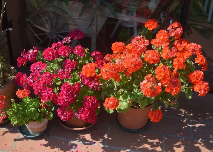 Bed & Breakfast Tenuta Zavaia SantʼArcangelo di Romagna