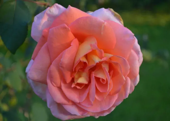 Bed & Breakfast Tenuta Zavaia SantʼArcangelo di Romagna