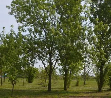 Tenuta Zavaia SantʼArcangelo di Romagna