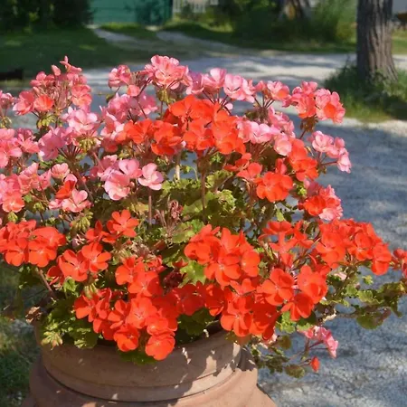 Bed & Breakfast Tenuta Zavaia SantʼArcangelo di Romagna