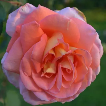 Bed & Breakfast Tenuta Zavaia Santarcangelo di Romagna