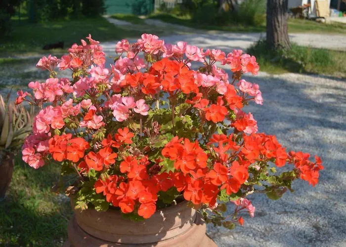 Bed & Breakfast Tenuta Zavaia SantʼArcangelo di Romagna